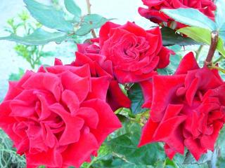 обои Куст с пятью алыми розами фото