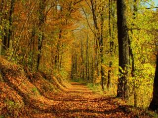 обои Дорога через Осень фото