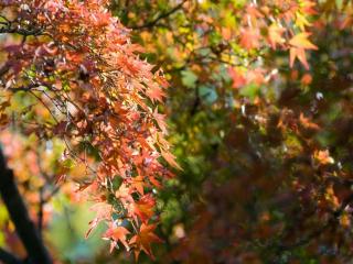 обои Листья кленовые,   листья осенние фото