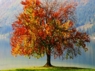 обои Разноцветное дерево Осень фото