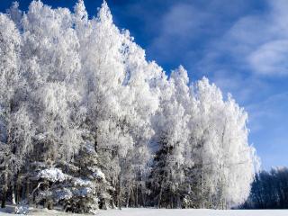 обои Белое убранство деревьев зимой фото