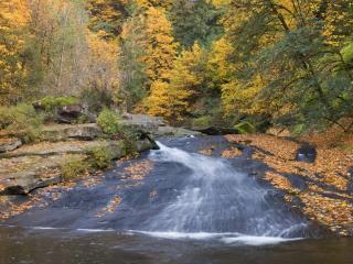 обои Русло реки осыпано листвой осенней фото
