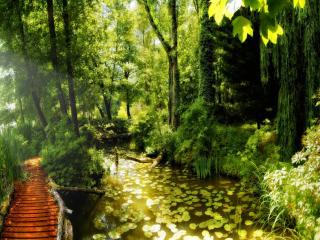 обои Деревянный мостик у маленького пруда, лето фото