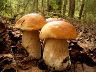 обои Три стройных гриба фото