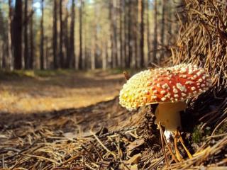 обои Мухомор – красивый гриб,   только очень ядовит фото