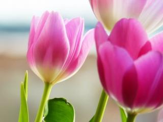 обои Бледно-розовые тюльпаны фото