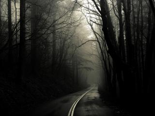 обои Дорога в мрачном лесу фото