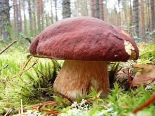 обои Самый большой гриб в лесу фото