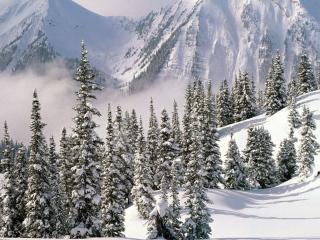 обои Ели и снежные горные вершины зимой фото