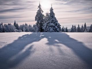 обои Тени елок на снегу фото