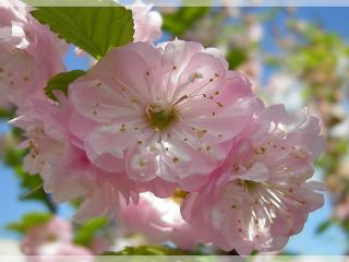 обои Нежно-розовые цветки дерева крупным планом фото