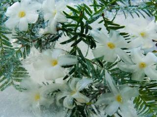 обои Белые цветы и лёд фото