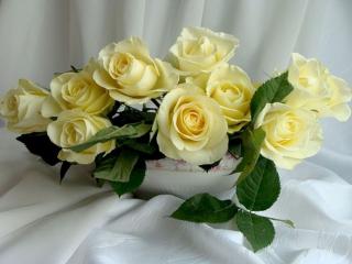 обои Букет роз на белом фоне фото