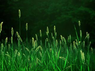 обои Яркая зелень травы фото