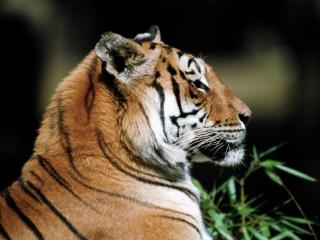 обои Красота тигриной породы фото