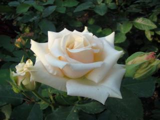 обои Белая роза с двумя бутонами фото