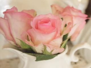 обои Бледно-розовые розы фото