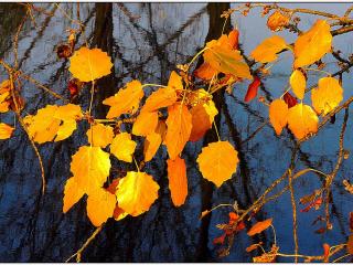 обои Осенний контраст фото