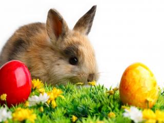 обои Крашанки и кролик на цветущей траве фото