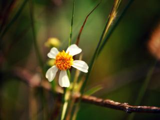 обои Белый цветочек среди травы фото