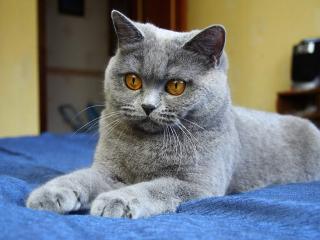 обои Серый кот на голубом покрывале фото