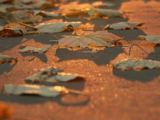 обои Листья на асфальте в лучах солнца фото