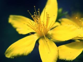 обои Желтый цветок с пятью лепестками фото