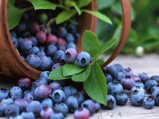 обои Лукошко с тёмно-синеми ягодами фото