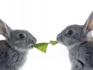 обои Два кролика грызущих листик фото