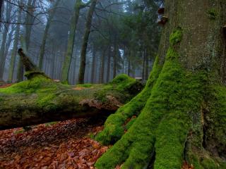 обои Деревья покрытые мхом в старом лесу фото