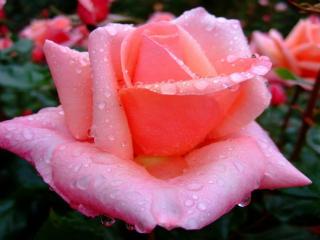 обои Нежно-розовая роза в каплях росы фото