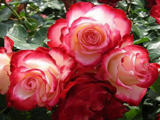 обои Букет бело-красных роз фото