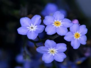 обои Четыре маленьких голубых цветочка фото