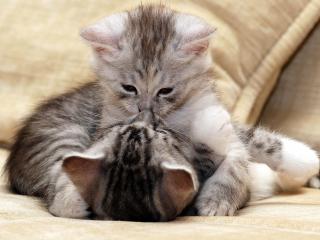 обои Поцелуй двух серых котят фото