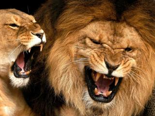 обои Рык льва и львицы фото
