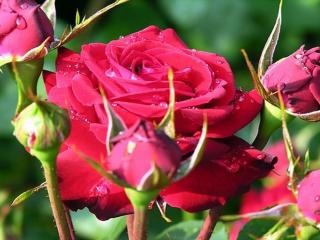 обои Малиновая роза с пятью бутонами фото