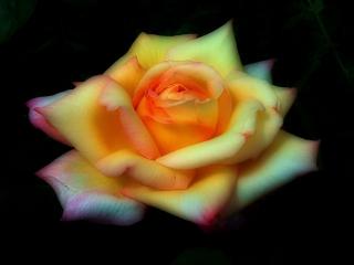 обои Жёлтая роза с бледно-оранжевым оттенком фото