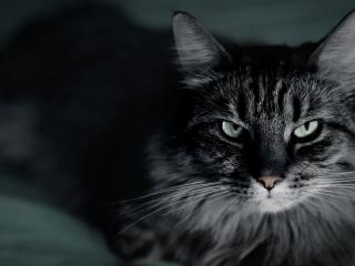 обои Серый усатый кот фото