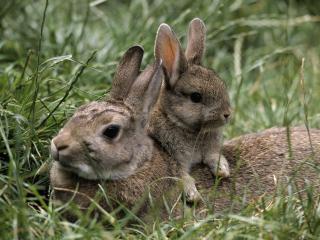 обои Кролики отдыхают в травке зеленой фото