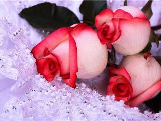 обои Три розы на кружевной скатерти фото