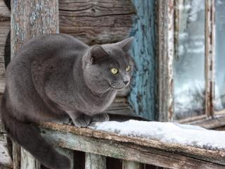 обои Темно-серая кошка с янтарными глазами фото