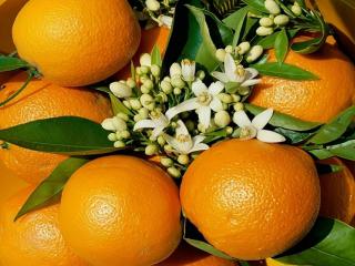 обои Апельсины и цветы фото