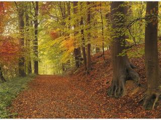 обои Осенний лес и дорога в листве фото