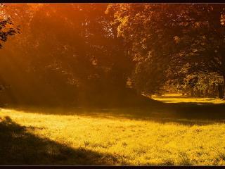 обои Лес и полянки освещённые солнцем фото