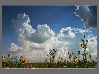 обои Небо с облаками над полевыми цветами фото