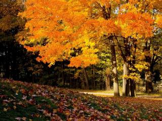 обои Осенний клён,   освещённый солнцем фото