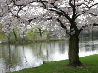 обои Цветущее весеннее дерево, над рекой фото