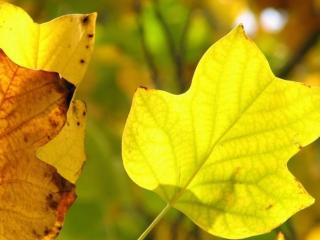 обои Салатово-нежный цвет осенних листьев фото
