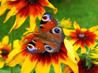 обои Бабочка на красно-жёлтом цветке фото