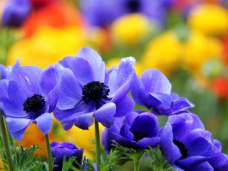 обои Синие цветы на пестром фоне цветения фото